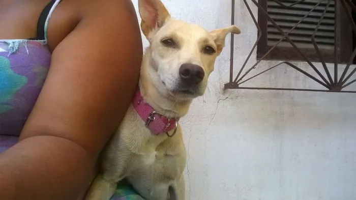 Cachorro raça srd idade 1 ano nome panqueca...