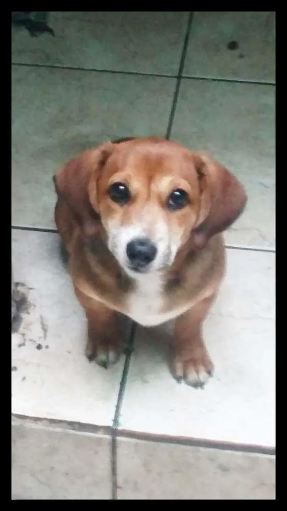Cachorro ra a Vira Lata idade 7 a 11 meses nome Apolo