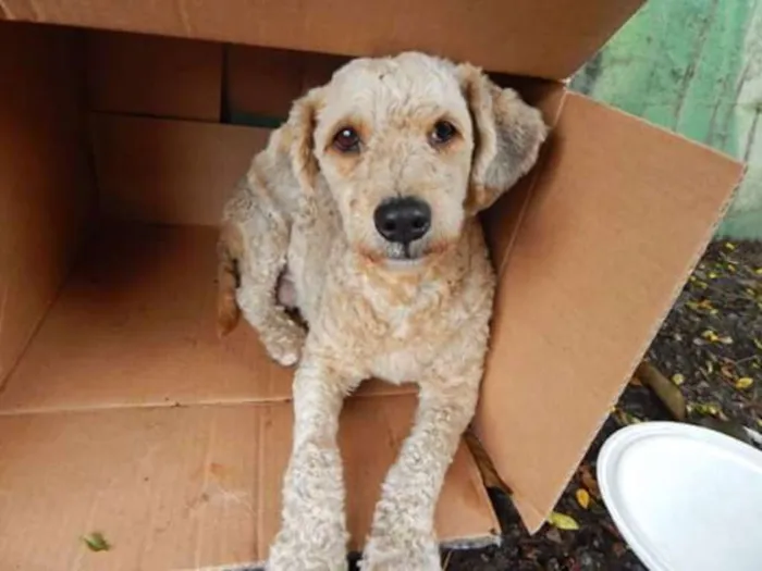 Cachorro ra a Poodle idade 1 ano nome Desconhecido