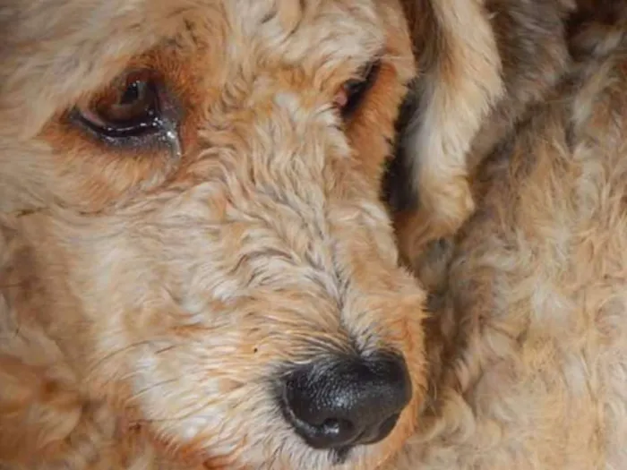 Cachorro ra a Poodle idade 1 ano nome Desconhecido