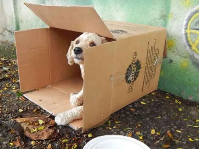 Cachorro ra a Poodle idade 1 ano nome Desconhecido