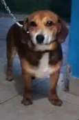 Apolo