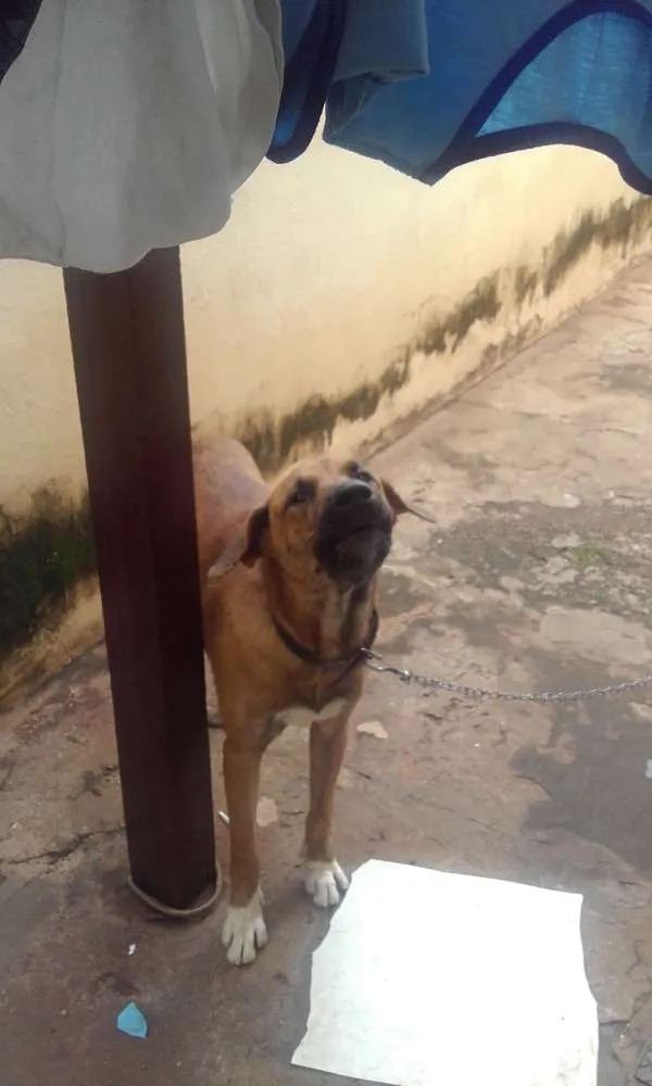 Cachorro ra a Americana/Ruske idade 7 a 11 meses nome Sucre