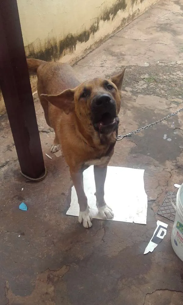 Cachorro ra a Americana/Ruske idade 7 a 11 meses nome Sucre