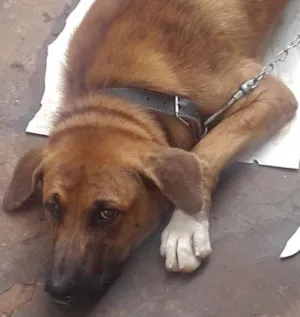 Cachorro raça Americana/Ruske idade 7 a 11 meses nome Sucre