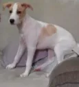 Cachorro raça Sem raça definida idade 2 a 6 meses nome Lili