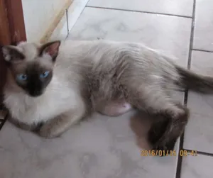 Gato raça SRD idade 1 ano nome FIFI