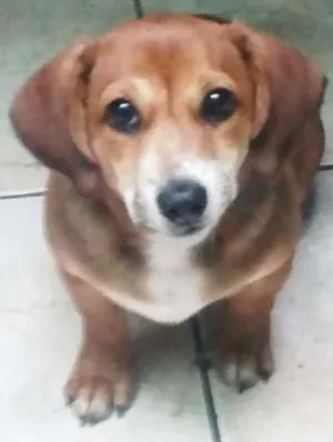 Cachorro raça Vira Lata idade 7 a 11 meses nome Apolo