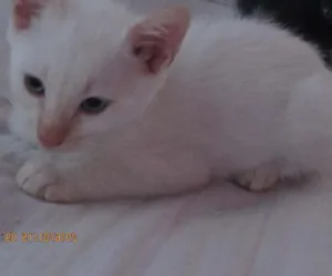 Gato raça SRD idade Abaixo de 2 meses nome SEM NOME