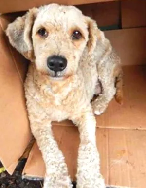 Cachorro raça Poodle idade 1 ano nome Desconhecido