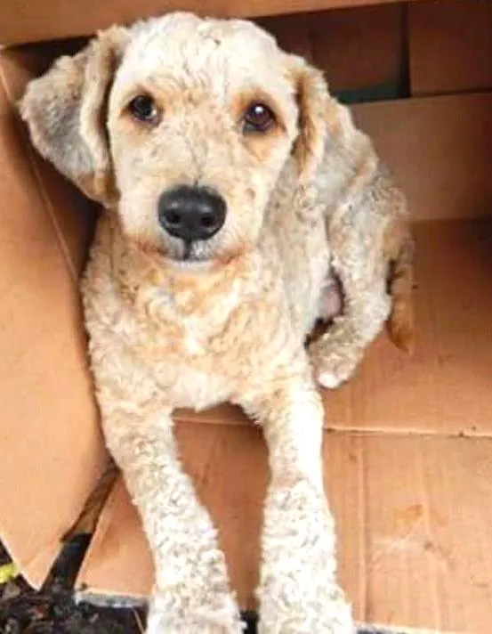 Cachorro ra a Poodle idade 1 ano nome Desconhecido