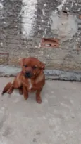 mel