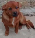 mel