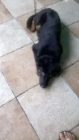 Brutus