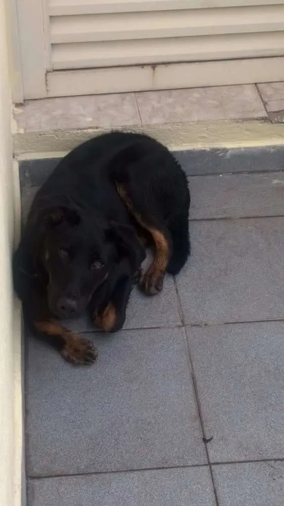 Cachorro ra a desconhecida idade 7 a 11 meses nome Brutus