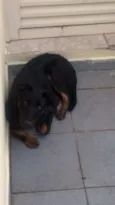 Brutus