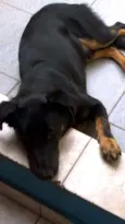 Brutus