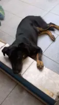 Brutus