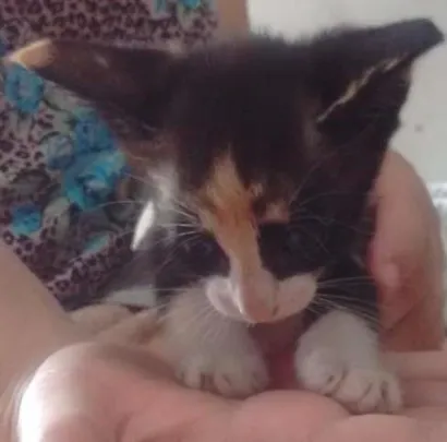 Gato raça Normal idade Abaixo de 2 meses nome Nao tem nome 
