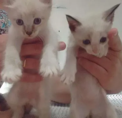 Gato raça Normal idade Abaixo de 2 meses nome Nao tem nome
