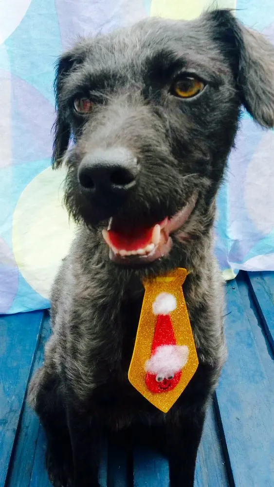 Cachorro ra a Nao definida idade 7 a 11 meses nome Anakin