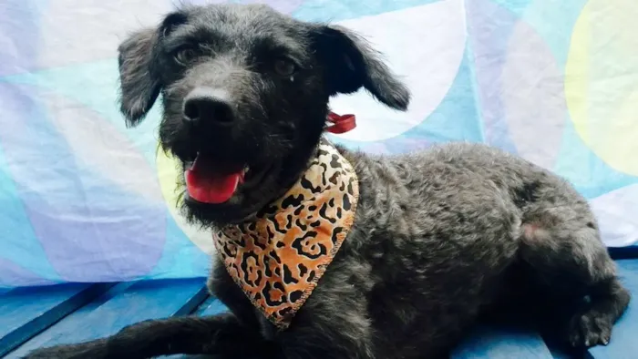 Cachorro ra a Nao definida idade 7 a 11 meses nome Anakin