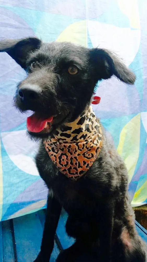 Cachorro ra a Nao definida idade 7 a 11 meses nome Anakin
