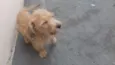 Mel