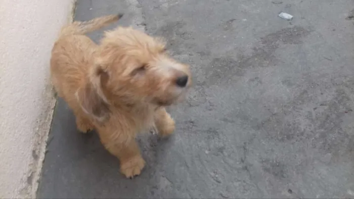 Cachorro ra a vira-Lata idade 2 a 6 meses nome Mel