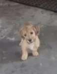 Mel