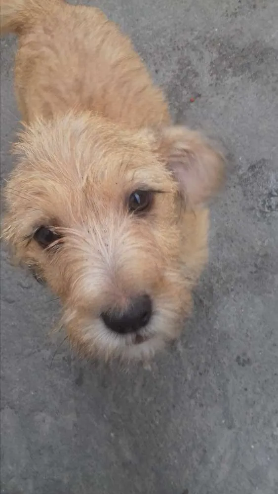 Cachorro ra a vira-Lata idade 2 a 6 meses nome Mel