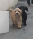 Bob