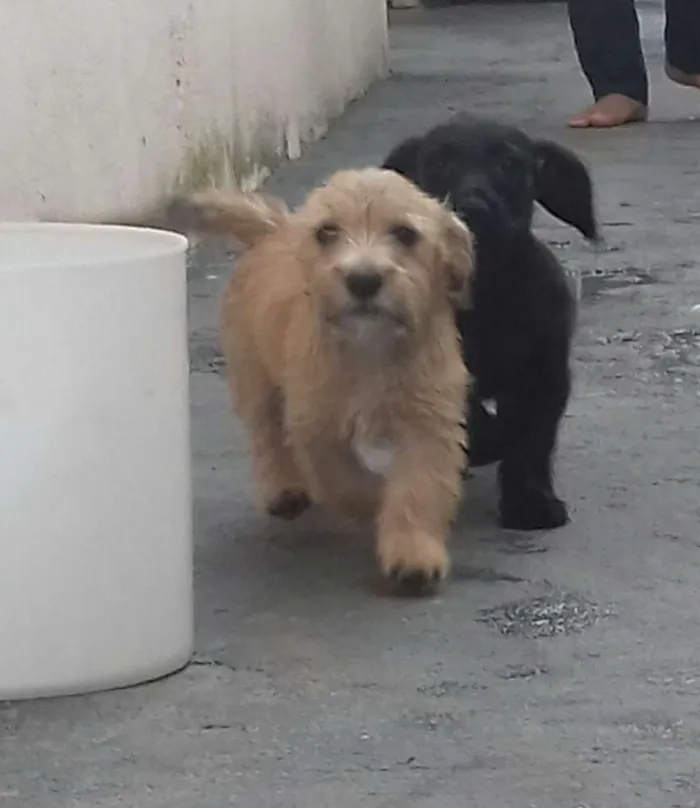 Cachorro ra a Vira-Lata idade 2 a 6 meses nome Bob