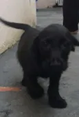 Bob