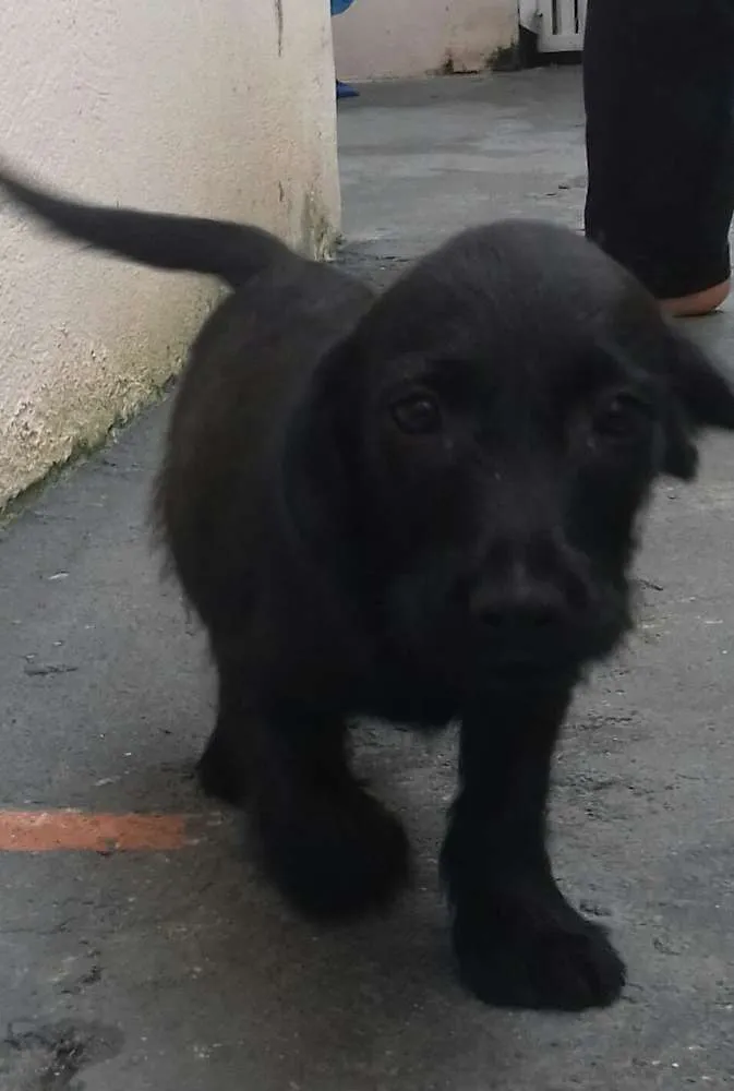 Cachorro ra a Vira-Lata idade 2 a 6 meses nome Bob