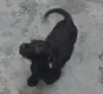 Bob