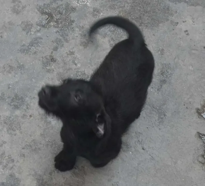 Cachorro ra a Vira-Lata idade 2 a 6 meses nome Bob