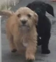 Bob