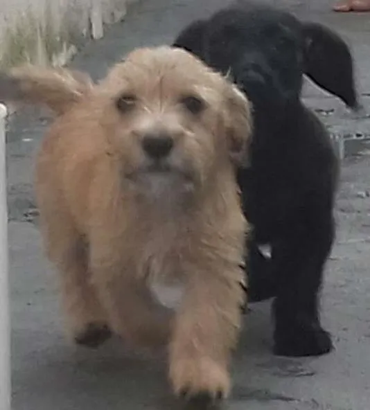 Cachorro ra a Vira-Lata idade 2 a 6 meses nome Bob