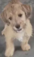 Mel