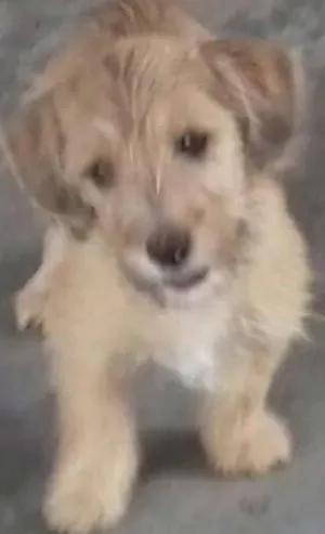 Cachorro raça vira-Lata idade 2 a 6 meses nome Mel