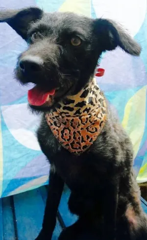 Cachorro raça Nao definida idade 7 a 11 meses nome Anakin