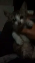Pequena