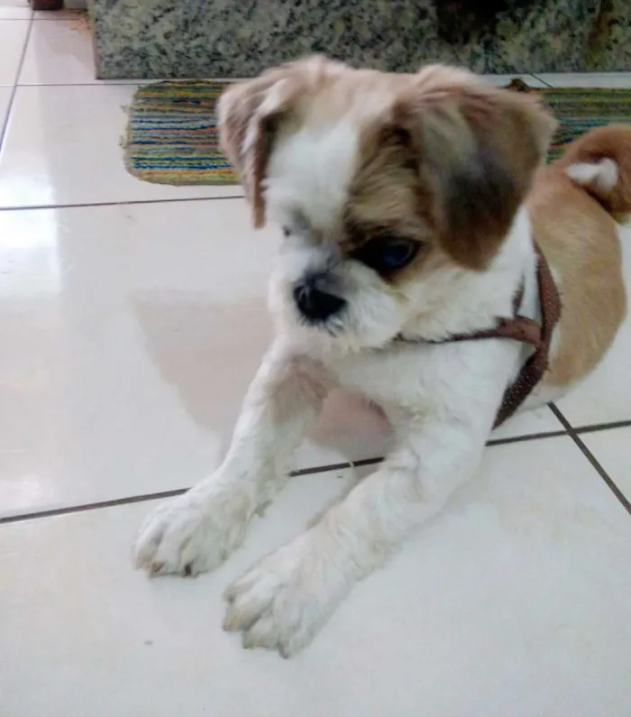Cachorro ra a Shitzu idade 5 anos nome Totó 
