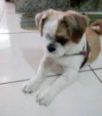 Totó