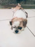 Totó 
