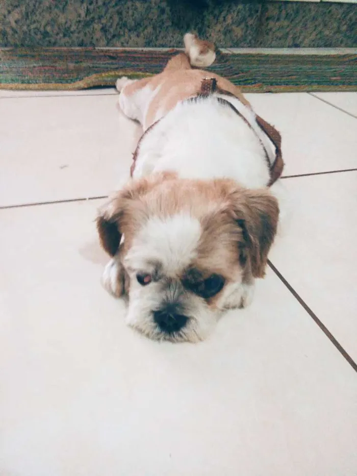 Cachorro ra a Shitzu idade 5 anos nome Totó 