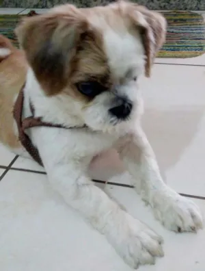 Cachorro raça Shitzu idade 5 anos nome Totó 