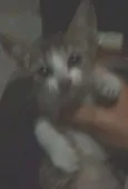 Pequena