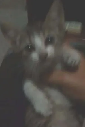 Gato raça Viralata idade 2 a 6 meses nome Pequena